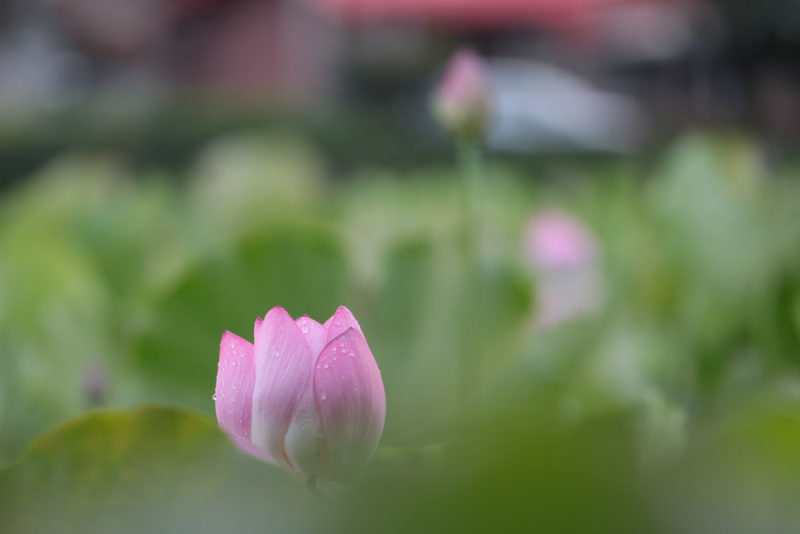 Droplet on Lotus