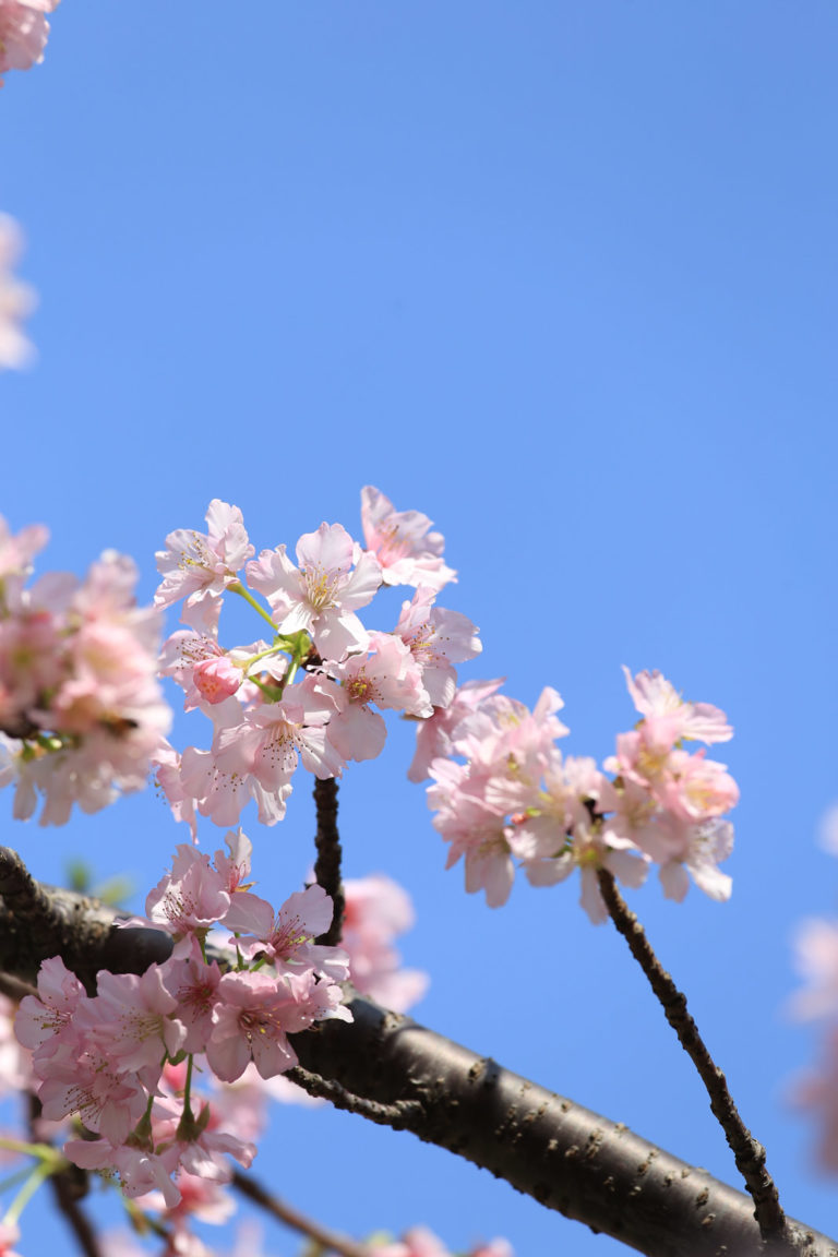 櫻花和藍天一向是我最喜歡的搭配