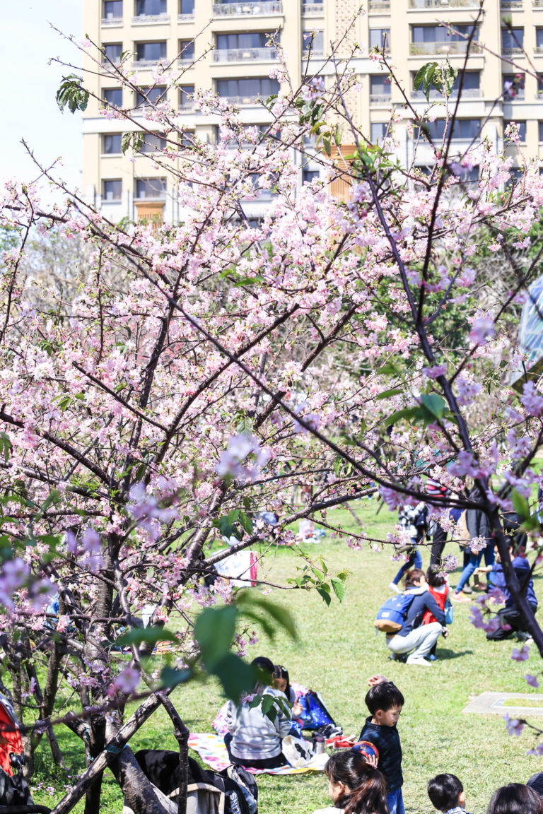 新竹公園的賞櫻人潮